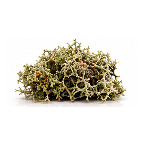 Oakmoss