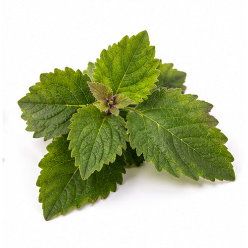 Patchouli
