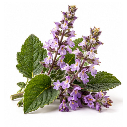 Clary Sage