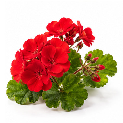 Geranium